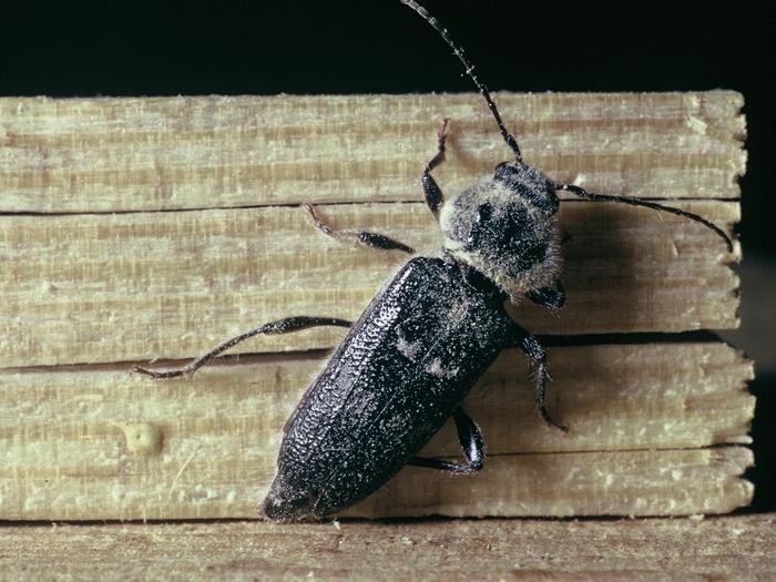 Lutter contre les insectes xylophages avec le traitement de