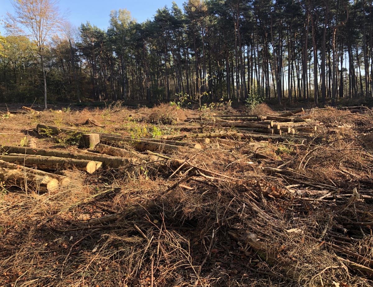 Crise énergétique : échange bois de chauffage contre entretien de la forêt