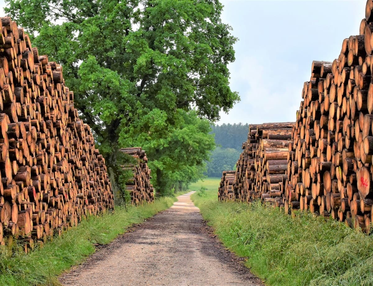 Isère. Bois de chauffage : le prix du stère en hausse de 30 %