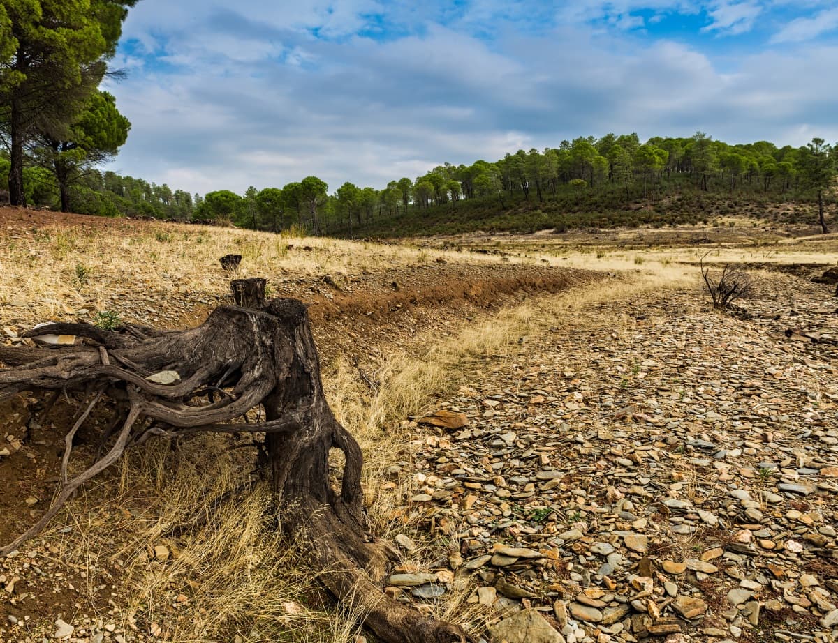 Objectifs de la France non tenus : les forêts n’ont pas absorbé assez de C02