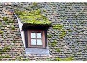 Etanchéité des toitures et traitement anti mousse