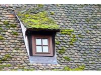 Etanchéité des toitures et traitement anti mousse