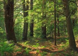 Notre-Dame: des chênes sélectionnés pour la reconstruction de la flèche