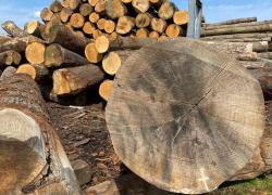 Les premiers chênes pour Notre-Dame extraits de la forêt de Bercé