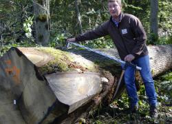 Notre-Dame de Paris : la Région Île-de-France donne 60 grumes pour la flèche
