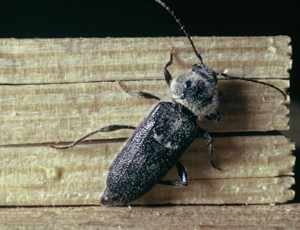 Comment se débarrasser des vrillettes, insecte xylophage ?