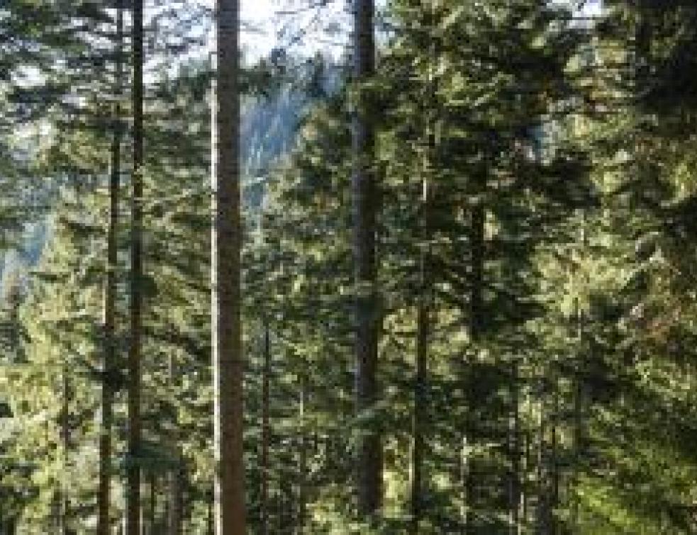 Histoire Du Sapin 1 Le Roi Des Forets Veut Retrouver Son Trone Histoire Du Sapin 1 Le Roi Des Forets Veut Retrouver Son Trone