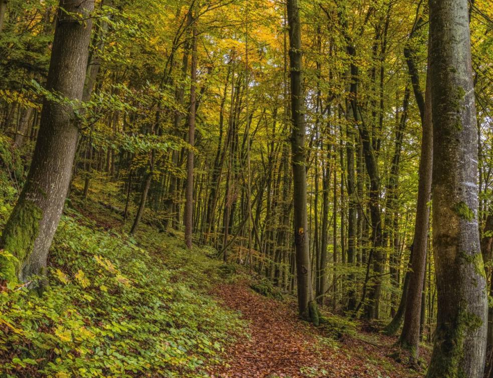 Stéphane Bern: le patrimoine c'est aussi 